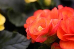 Dramatic Orange Red Begonia in Full Bloom photo