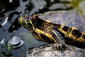 curioso rojo orejas control deslizante Tortuga cerca un estanque foto