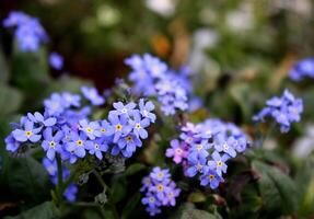 Delicate Blue Purple Forget Me Not Flowers photo