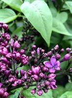 Fresh Spring Lilac Blossoms on a Bush photo