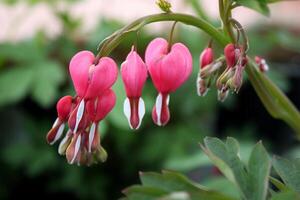 Dramatic Pink Bleeding Heart Flowers photo