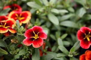 Bright Red Calibrachoa Flowers in a Garden photo