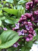 Fragrant Purple Lilac Blooming in Spring photo