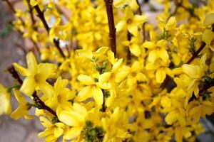 Close Up Detail of a Blooming Forsythia Bush photo