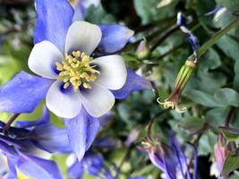 Colorful Purple Blue Columbine Flower in Colorado photo