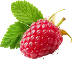 fresh red Raspberry fruit isolated on a transparent background png