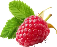 frisch rot Himbeere Obst isoliert auf ein transparent Hintergrund png