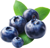 Fresh ripe blueberries with leaves isolated png