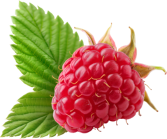 Ripe Raspberry fruit isolated on a transparent background png