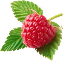 Ripe Raspberry fruit isolated on a transparent background png