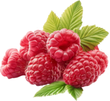 Juicy ripe Raspberries isolated on a transparent background png