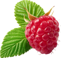 Ripe Raspberry fruit isolated on a transparent background png