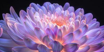 pink and purple chrysanthemum closeup flower, ai photo