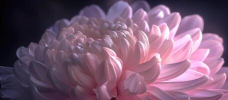 pink and purple chrysanthemum closeup flower, ai photo