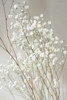 delicate soft white flowers closeup, ai photo