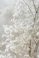 delicate soft white flowers closeup, ai photo