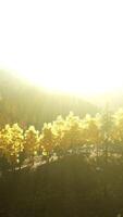 Sunlight streaming through trees in the mountainous landscape video