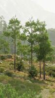 uma cênico panorama com árvores em uma Colina e majestoso montanhas dentro a fundo video