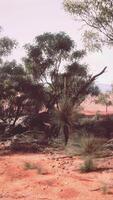 un sereno paisaje con un racimo de arboles en un vasto abierto campo video