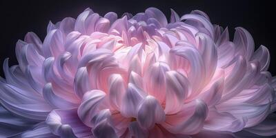 pink and purple chrysanthemum closeup flower, ai photo