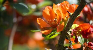 membrillo flores en lleno floración con múltiple pétalos foto