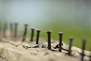 Old rusted nails halfway inserted into the wooden surface photo