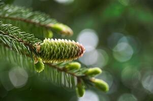Young fir cone on fir tree branch over blurred background photo
