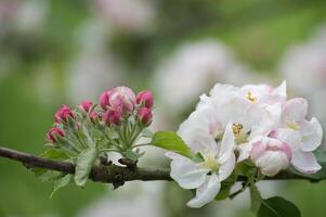 Flowering apple tree at varying stages of development photo