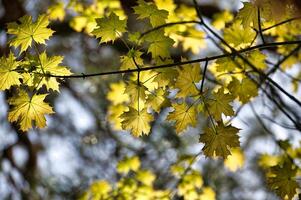 Maple leaves accentuated by the light shining through photo