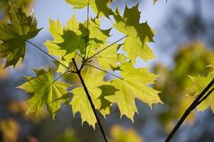 Maple leaves accentuated by the light shining through photo