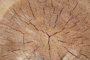 Close up view of the cross section of a tree trunk photo