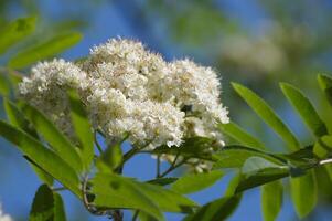 Branch of white flowering rowan tree with green leaves in closeup photo