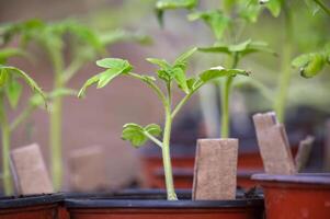 Potted tomato seedlings arranged in an indoor setting photo