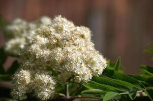 Branch of white flowering rowan tree with green leaves in closeup photo