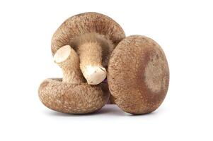 Fresh shiitake mushrooms arranged on white background photo