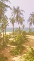 A sandy beach with palm trees and the ocean in the background video