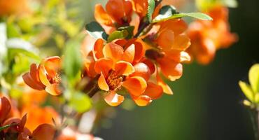 membrillo flores en lleno floración con múltiple pétalos foto