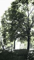 un sereno paisaje con un racimo de arboles en pie alto en un lozano verde campo video