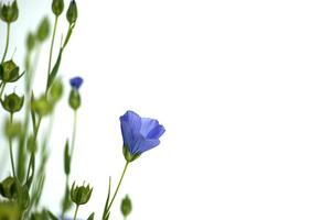 Flax linseed flower over isolated on white background photo