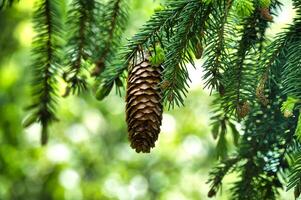 Pine cone hanging on branch of a conifer tree photo