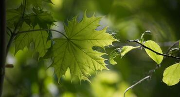 Maple leaves highlighted by the sunlight shining through it photo