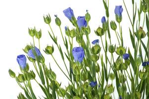 Blue flax blossom in close up over white background photo