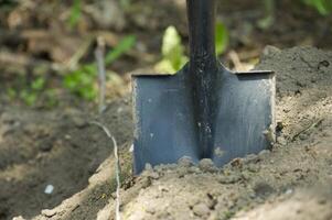 Shovel is embedded in the ground, surrounded by well-maintained soil photo