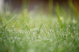 Delicate detail of the dewdrops evoking the vitality and tranquility photo