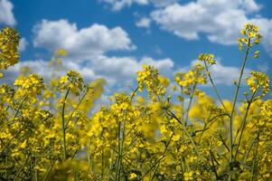 Yellow field of mustard or canola plants photo