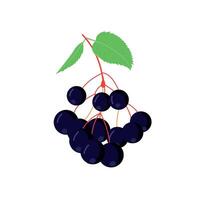 Elderberry icon in flat style isolated. Superfood medical berry. vector