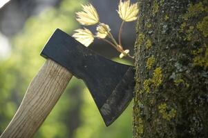 Axe stuck in tree stump in background of felled forest photo