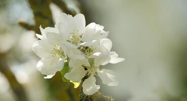 White apple tree blossoms with delicate petals in various stages of bloom photo