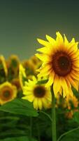 champ de tournesols jaunes au coucher du soleil en été. video