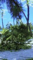 vista de una bonita playa tropical con palmeras alrededor video